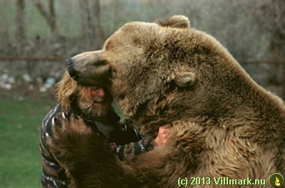 Stor bjørn som spiser på hodet til en mann