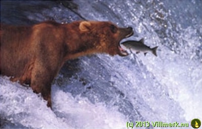 Bjørn med dagens fangst