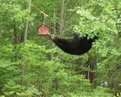 Svartbjørn som klatrer opp til et fuglehus