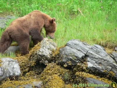 Bjørn som spiser stein