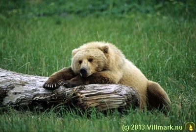 Bjørn som sover på en trestokk