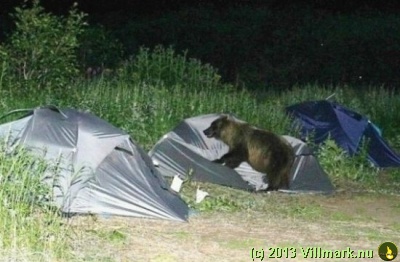 Bjørn som bruker et telt som laken