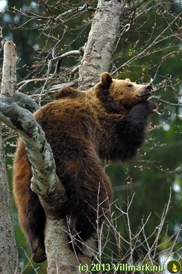 Bjørn som sover i et tre