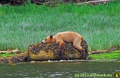 Lat bjørn som sover på en trestokk