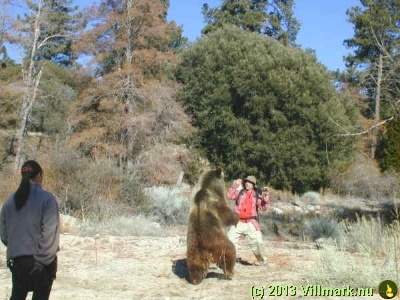 Bjørn og turist i slosskamp