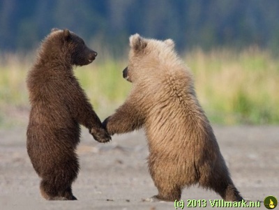 Baby bjørner som leier hverandre