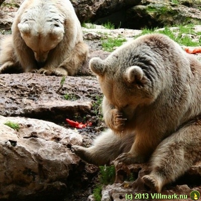 Flaue bjørner