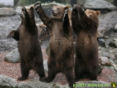 Bjørner som hilser