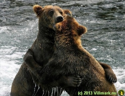 Bjørner som klemmer hverandre