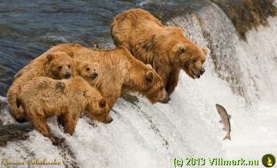 Bjørner som lærer barna å fiske