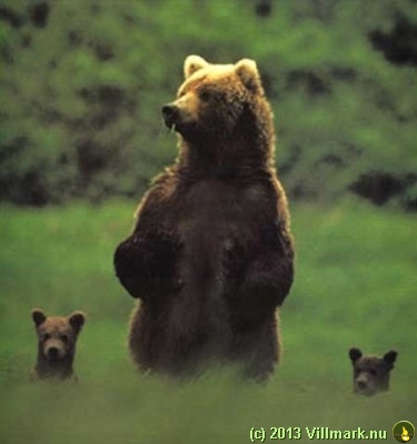 Bjørnemor med barn som sjekker området