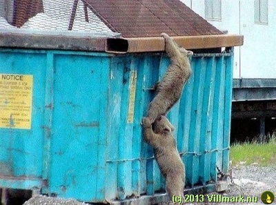 Bjørnebarn klatrer opp i en kontainer