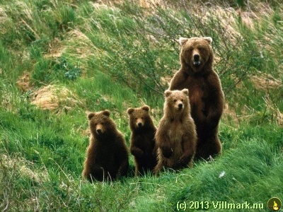 Bjørnemor og barn som poserer