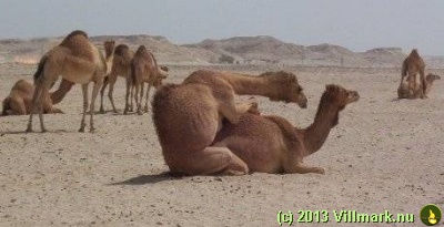 Kamel-sex i ørkenen