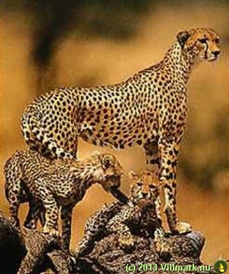 Gepardmor med barn