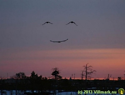 Fugler i smiley-formasjon