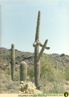 Cactus viagras