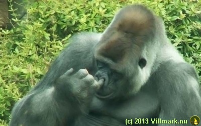 Gorilla som piller nese