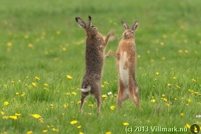 Harer som danser på to ben