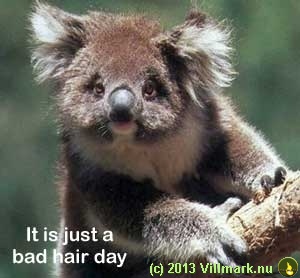 Koala med hår i ørene