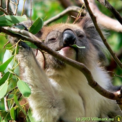 Koala som spiser middag
