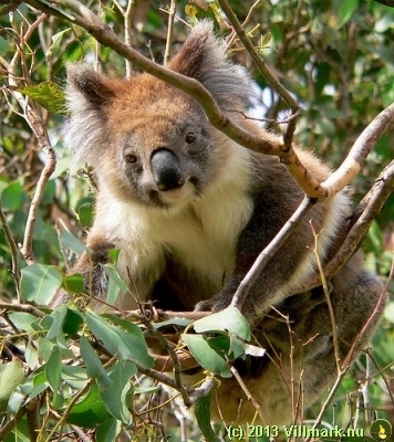 Koala mellom grenene