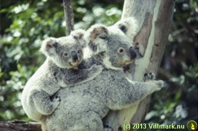 Koalamor og barn som klatrer