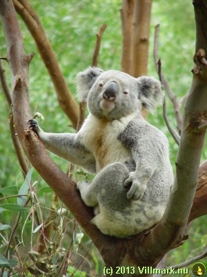 Koala som klør seg bak
