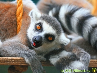 Ringhalet lemur