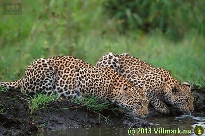 Leoparder som drikker