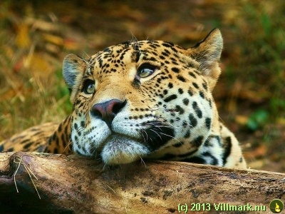 Leopard som dagdrømmer