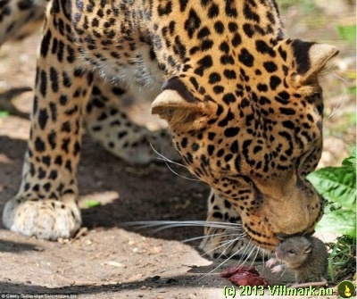 Leopard som slikker en mus