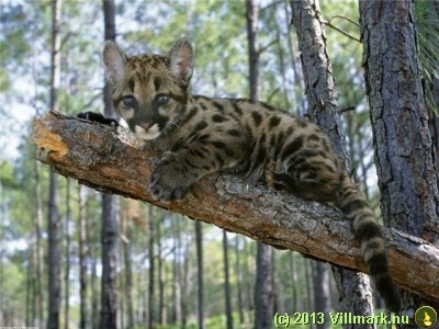 Leopardunge på en gren