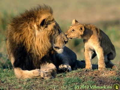 Løvefar og sønn