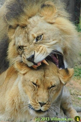 Lion male eats his bride