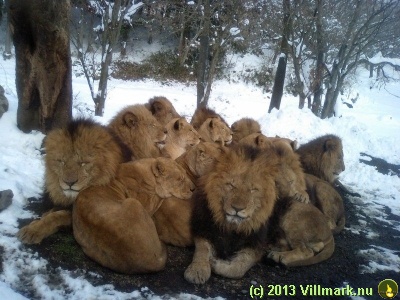 Lion pack in snow