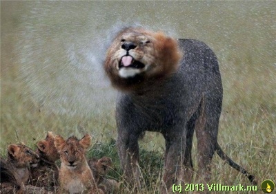 Lion mom showering her kids