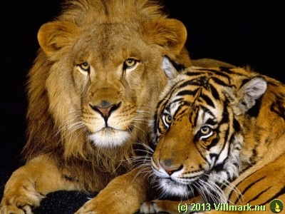 Lion and tiger as good friends