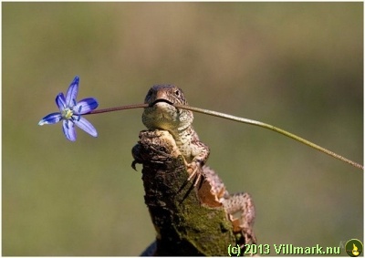 Lizard carrying a flower