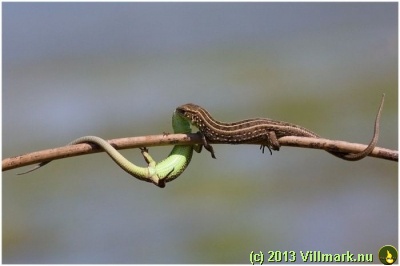 Lizards kissing on a branch