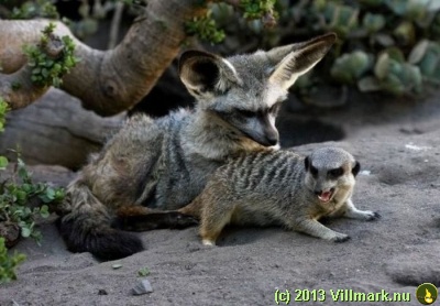Meerkat and big ear fox