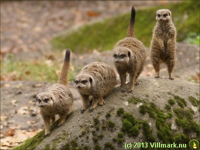 Meerkats on a row