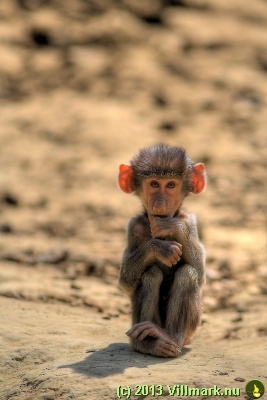 Monkey with big ears
