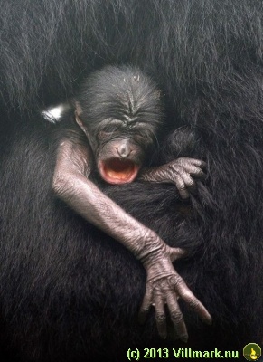 Monkey mom strangeling her child