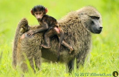 Baboon child riding on mom