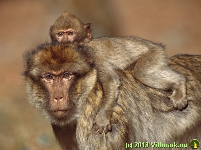 Monkey child riding on mom