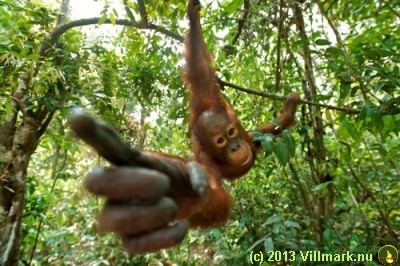 Orangutang picking the camera