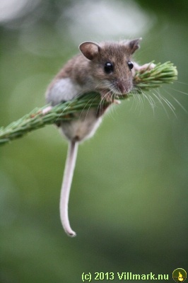 Mouse on a pine twig