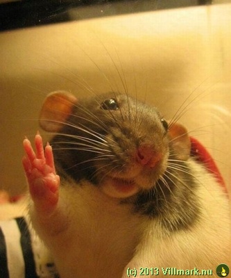 Mouse greeting