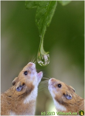 Mice drinking a water drop